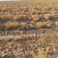 زمین کشاورزی  مناسب کشت پسته