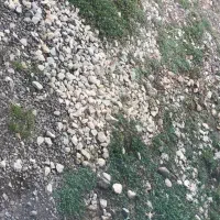 باغبان متعهد به کار زن و شوهر بدون فرزند