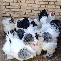 تخم،جوجه برهما لایت اصیل|حیوانات مزرعه|رشت, جانبازان|دیوار