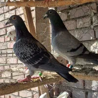 کبوتر مسافتی