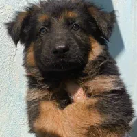 سگ ژرمن دو رنگ رکس پلیسی|سگ|کرج, مهرویلا جنوبی|دیوار