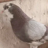 کفتر گمشده