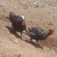 فروش بوقلمون