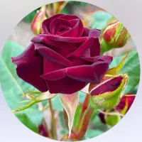 زمین با پروانه‌تاسیس گلخانه‌وچاه احتصاصی