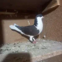 کبوتر ساده سیاه|پرنده|خاش, |دیوار