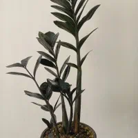 زاموفیلیا سوپر بلک|گل و گیاه طبیعی|اندیشه, شهرک مریم|دیوار