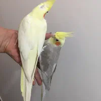 جفت نروماده سلامت و اماده ب تخم