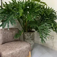 گل طبیعی برگ انجیری