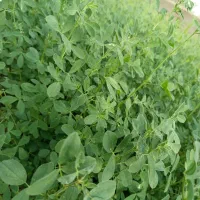 علف بندوکی میارم دم در خونتون