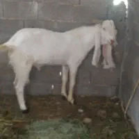 پازن گلابی جوان