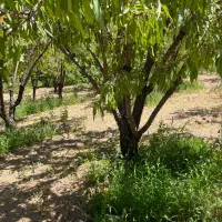 باغ میوه مناسب تفریح و سرمایه گذرای