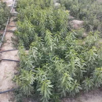 نهال کاری|خدمات باغبانی و درختکاری|خفر, |دیوار