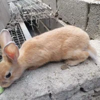 بچه خرگوش