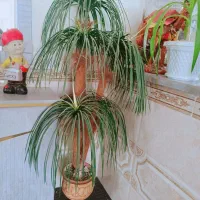 گل مصنوعی|گل مصنوعی|کرمان, |دیوار