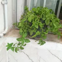 نخل مرداب و  گل یخ|گل مصنوعی|مشهد, رضاشهر|دیوار