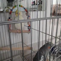 عروس هلندی نرماده سالم سرحال