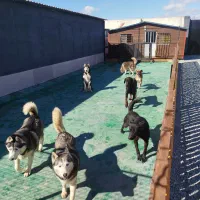 سگ پانسیون و آموزش سگ