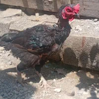 خروس سیاه پرمرغی|حیوانات مزرعه|تخت, |دیوار