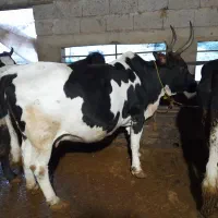 گاو اث ابستن سنگین