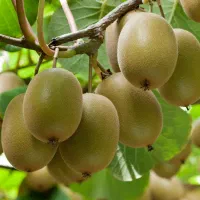 فعالیت در زمینه کودهای ارگانیک