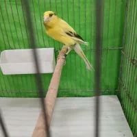 قناری‌فروشی|پرنده|قم, وادی السلام|دیوار