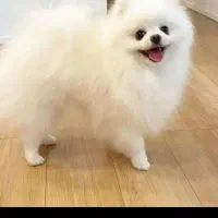 بهترینها اینجاست