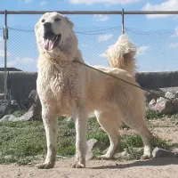 نر سرابی ۷ماهه