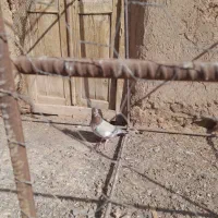 کبوتر کله هما