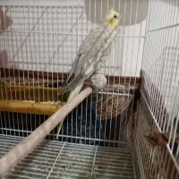 عروس هلندی ومرغ عشق|پرنده|مشهد, جاهد شهر|دیوار