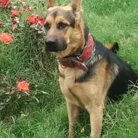 واگذاری سگ|سگ|مشهد, کوه سنگی|دیوار