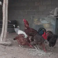 فروش ۵تا مرغ و ۱خروس لاری و ۱مرغ شاخدار شهریار