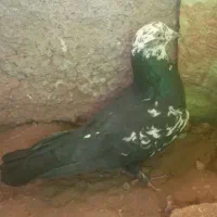 کبوتر.کفتر. سار سیاه