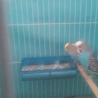جفت مرغ عشق