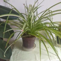 کاکتوس، سانسوریا، گل گندمی