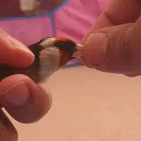 سهره نر|پرنده|پارسآباد, |دیوار