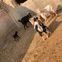 بز و بزغاله|حیوانات مزرعه|پیشوا, |دیوار