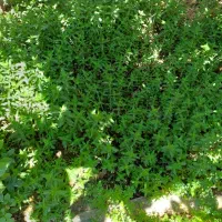 ویلایی شهرک هیو|فروش خانه و ویلا|هشتگرد, هیو|دیوار