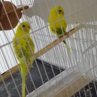 مرغ عشق