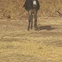 الاغ جوان