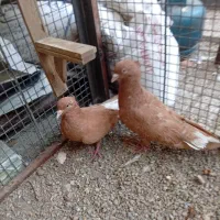 شامی کرمانی،دم سفید یهودی