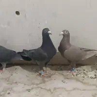 کفتر پلاکی آلمانی اصل