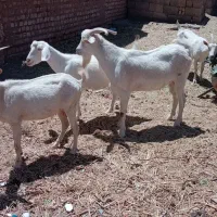 نربزسانن