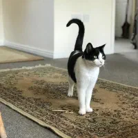 واگذاری رایگان گربه ی 3 ماهه نر