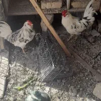 خروس گلین چهل تاج