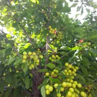 باغ ۹ ساله در هیر