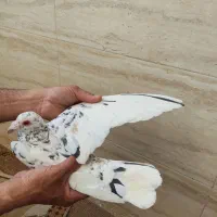 کفتر پرشی و کلاغ ماده