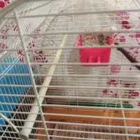 فنج جفت،فنج.اورنج،گلدین|پرنده|آستانه اشرفیه, |دیوار