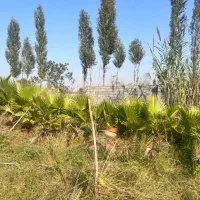 فروش پالم با قیمت عالی