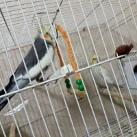 عروس هلندی جفت