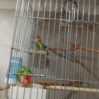 طوطی برزیلی / مرغ عشق|پرنده|شاهرود, |دیوار